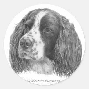 Sebastian, English Springer Spaniel Classic Round Sticker