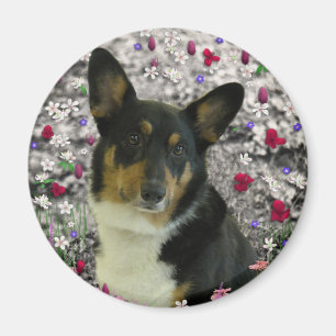 Sebastian the Welsh Corgi in Flowers Magnet