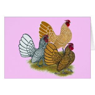 Sebright Rooster Assortment