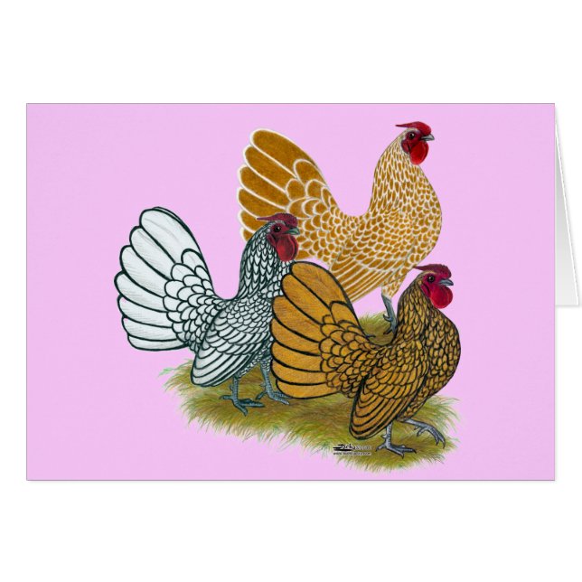 Sebright Rooster Assortment (Front Horizontal)