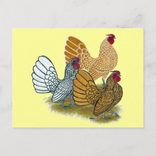 Sebright Rooster Assortment Postcard