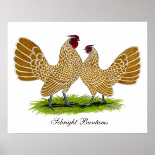 Sebrights Buff Laced Poster