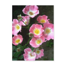Secret Garden Roses Photo