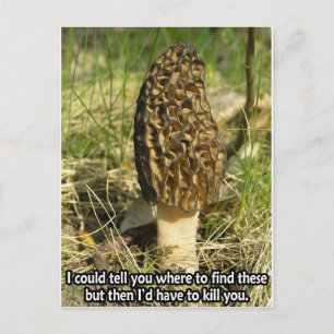 Secret of the Morel Hunter Postcard