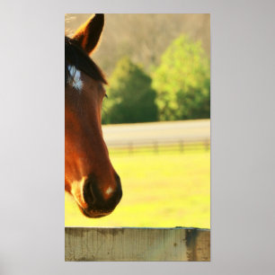 Secretariat's Great Grandaughter Poster