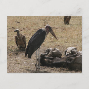secretary bird postcard