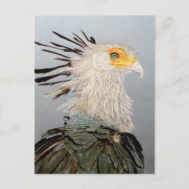 Secretary Bird Postcard (Front)
