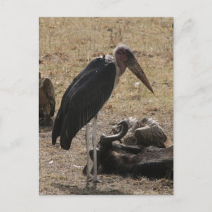secretary bird stand postcard