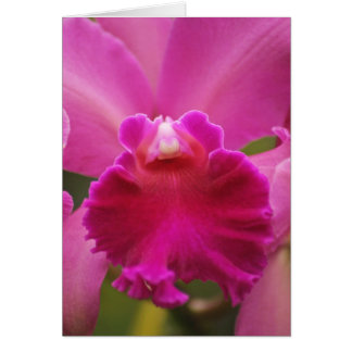 Secretly Orchid