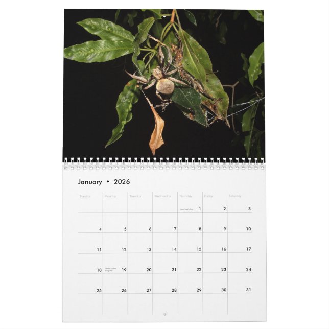 Secrets of a Garden Spider Calendar (Jan 2026)