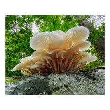 Secrets of nature - autumn fungi's travel