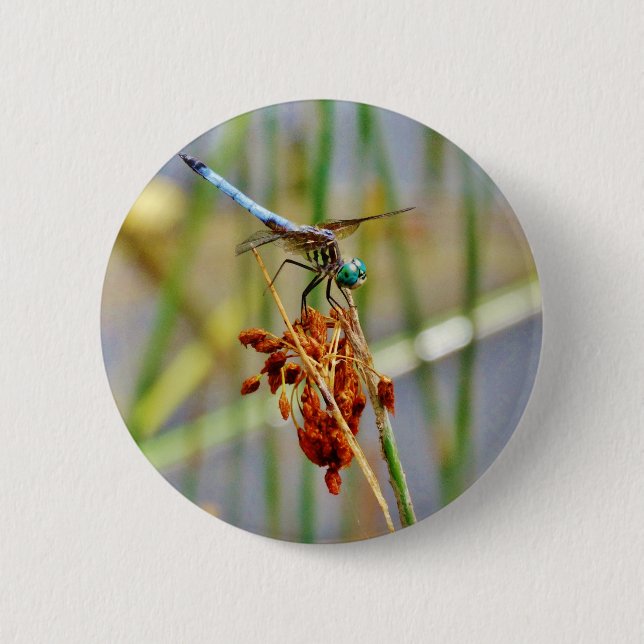 Sedge grass, and Dragonfly 6 Cm Round Badge (Front)