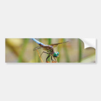 Sedge grass, and Dragonfly