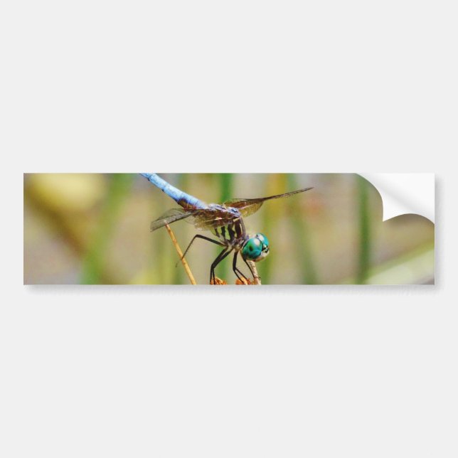 Sedge grass, and Dragonfly Bumper Sticker (Front)