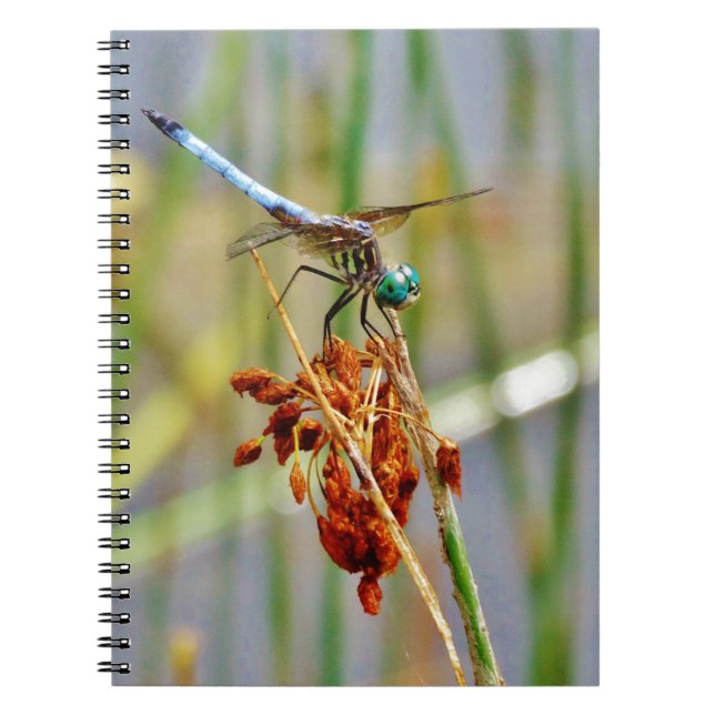 Sedge grass, and Dragonfly Notebook (Front)