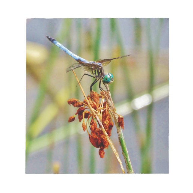 Sedge grass, and Dragonfly Notepad (Front)