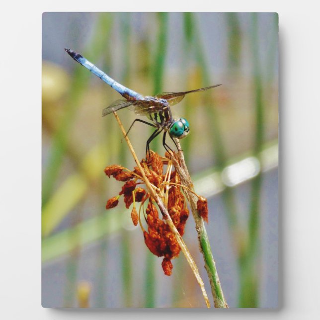 Sedge grass, and Dragonfly Plaque (Front)
