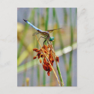 Sedge grass, and Dragonfly Postcard