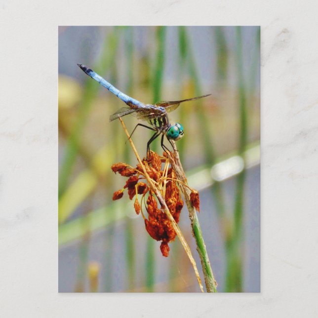 Sedge grass, and Dragonfly Postcard (Front)