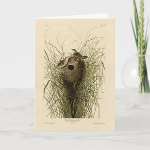 Sedge Wren from Audubon's Birds of America Card