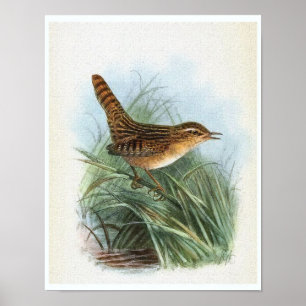 Sedge Wren Vintage Bird Illustration Poster