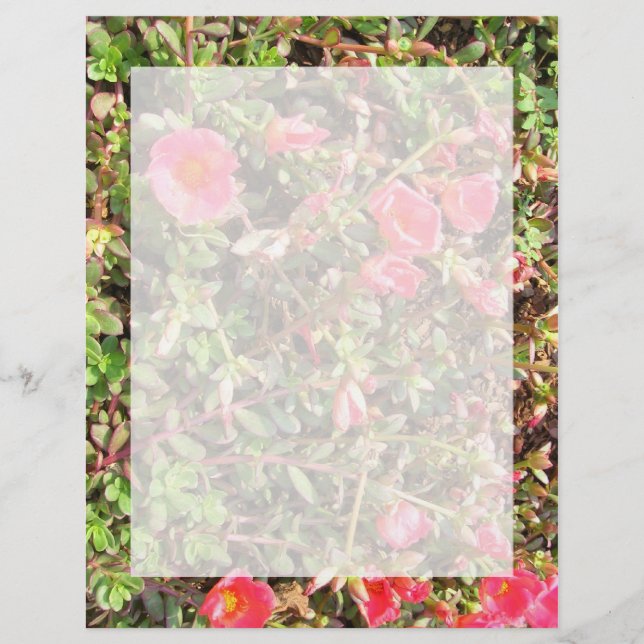 Sedum (Front)