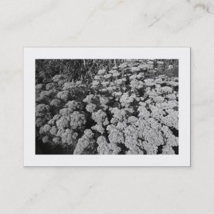 Sedum "Autumn Joy" (Bordered) Business Card