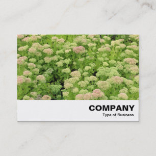Sedum (Autumn Joy) Business Card