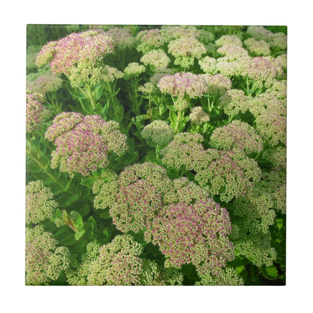 Sedum "Autumn Joy" Ceramic Tile (Front)