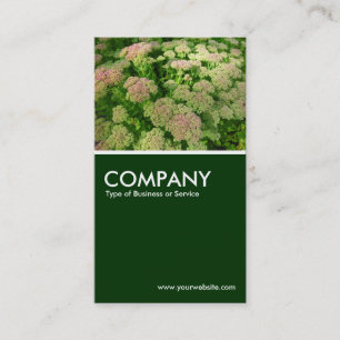 Sedum "Autumn Joy" - Dark Green Business Card