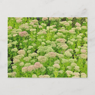 Sedum 'Autumn Joy' in Late August Postcard