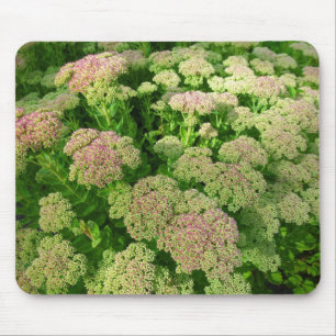 Sedum "Autumn Joy" Mouse Pad