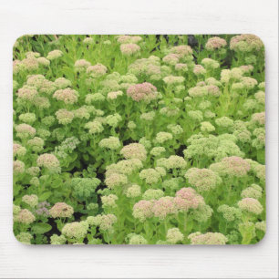 Sedum "Autumn Joy" Mouse Pad