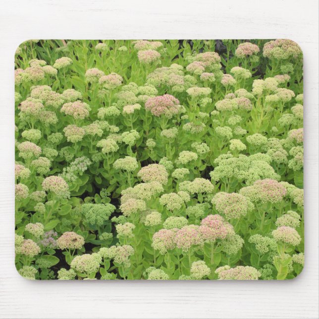 Sedum "Autumn Joy" Mouse Pad (Front)