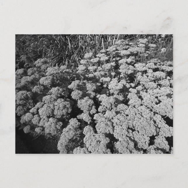 Sedum Autumn Joy Postcard (Front)