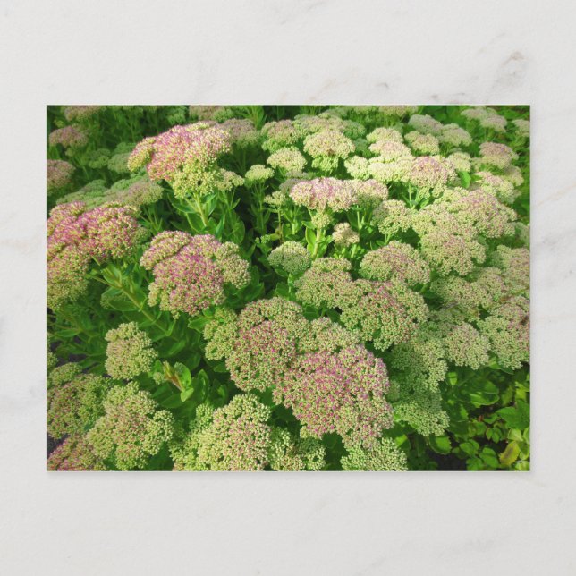 Sedum Autumn Joy Postcard (Front)