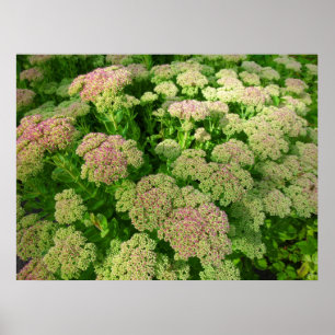 Sedum Autumn Joy Poster