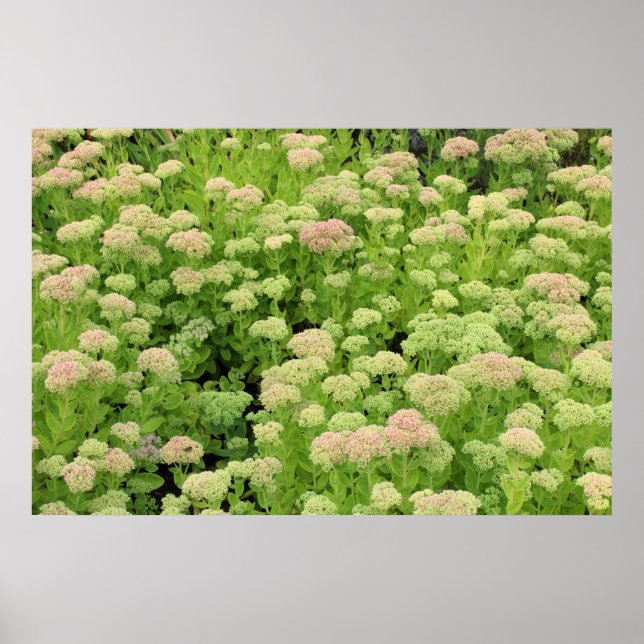 Sedum Autumn Joy Poster (Front)