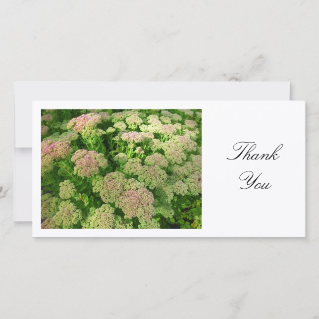 Sedum "Autumn Joy" - Thank You Card (Front)