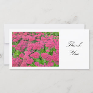 Sedum (Autumn Joy) - Thank You Card