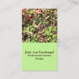 Sedum Business Card