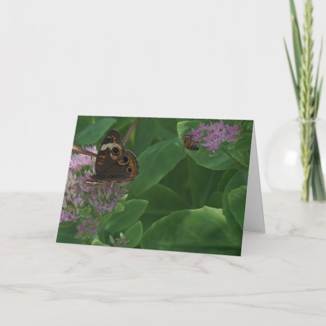 Sedum, Butterfly & Bee Card (Front)
