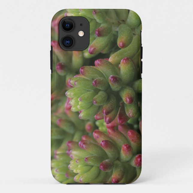 Sedum plant, Arizona-Sonora Desert Museum, Case-Mate iPhone Case (Back)