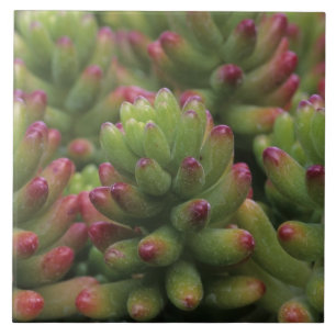 Sedum plant, Arizona-Sonora Desert Museum, Ceramic Tile