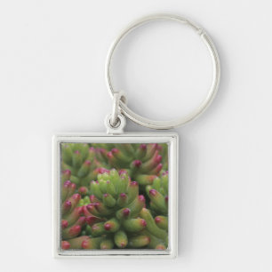 Sedum plant, Arizona-Sonora Desert Museum, Key Ring