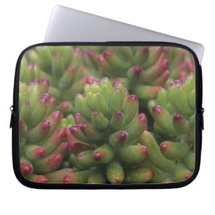 Sedum plant, Arizona-Sonora Desert Museum, Laptop Sleeve