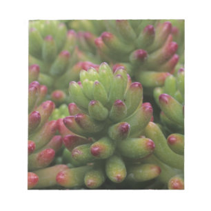 Sedum plant, Arizona-Sonora Desert Museum, Notepad