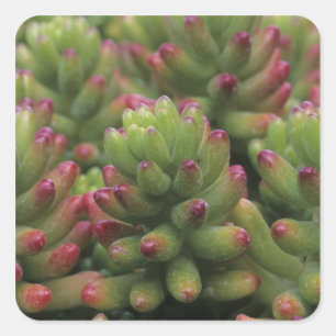Sedum plant, Arizona-Sonora Desert Museum, Square Sticker