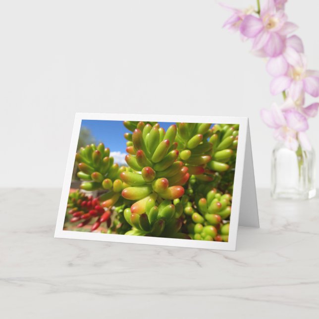 Sedum Rubrotinctum, Succulent Jelly Bean Plant Card (Orchid)