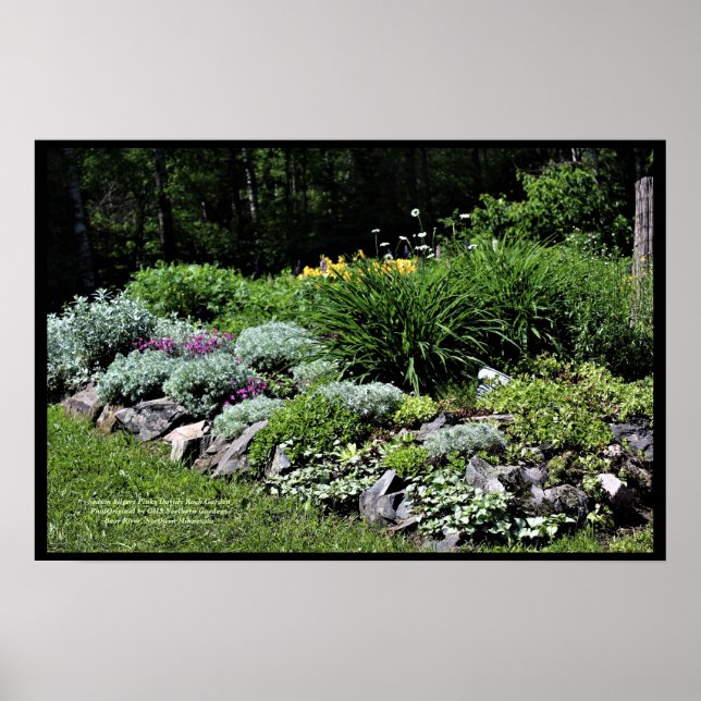 Sedum Silvers Pinks Rock Garden Poster (Front)